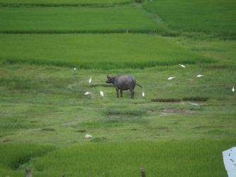 Landwirtschaft Da Nang/ Quang Nam